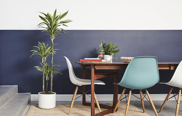 Patch Plants|||