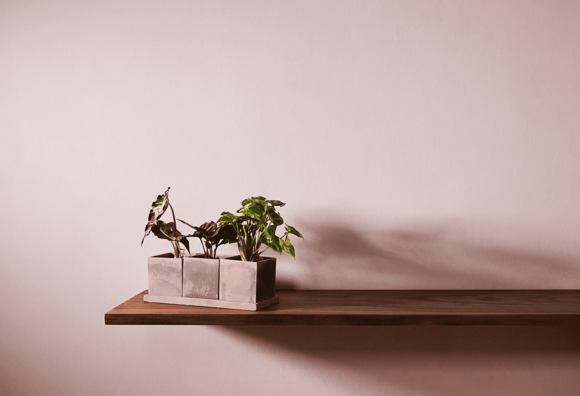 Anther + Moss, Planter, Biophilia, plants, wellbeing, working from home, OnOffice magazine